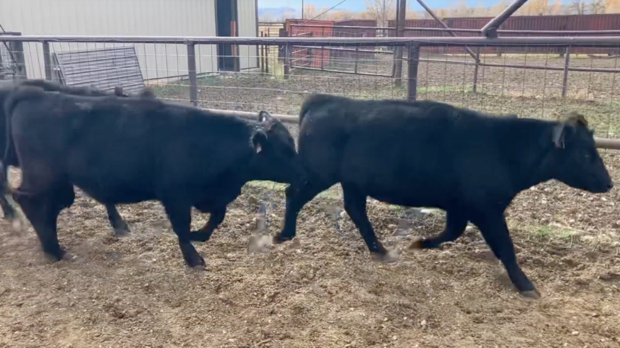 High Elevation May Calvers – 12 Head of 980 lb Bred Heifers- BH1015A5
